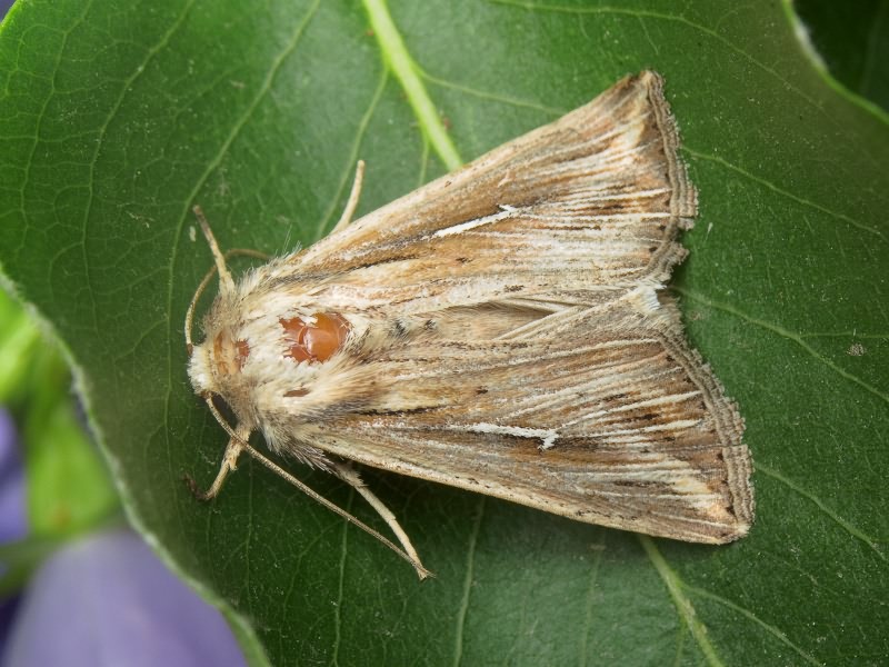 Mythimna l-album (Linnaeus, 1767)